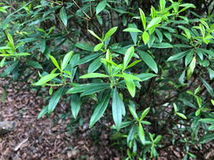 Daphne arisanensis