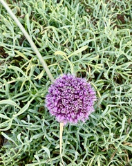 Allium commutatum