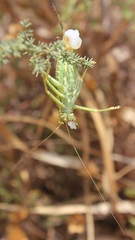 Ephippiger apulus apulus