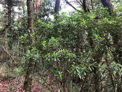 Daphne arisanensis