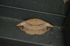 Blasticorhinus hoenei