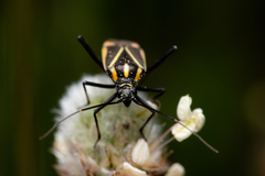 Hadrodemus