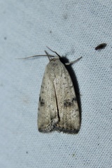 Micrathetis triplex