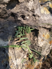 Pellaea atropurpurea