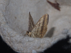 Chiasmia fidoniata