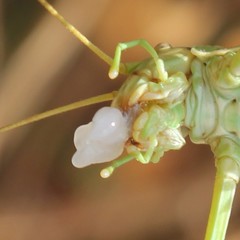 Ephippiger apulus apulus