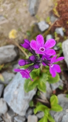 Primula nivalis
