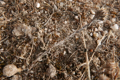 Stenomutilla collaris