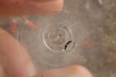 Stenomutilla collaris