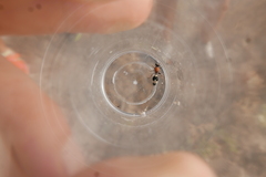 Stenomutilla collaris