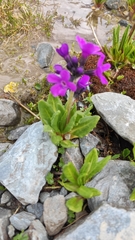 Primula nivalis