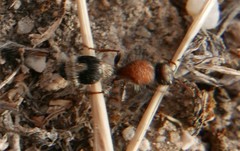 Stenomutilla collaris