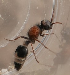 Stenomutilla collaris