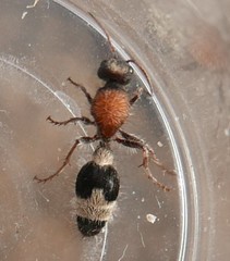 Stenomutilla collaris