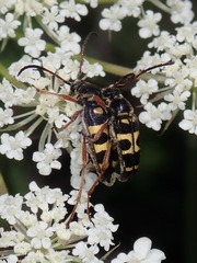 Typocerus sparsus
