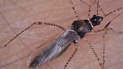 Gampsocoris