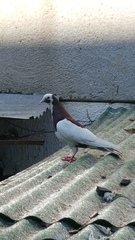 Columba livia domestica