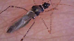 Gampsocoris