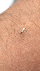 Gampsocoris