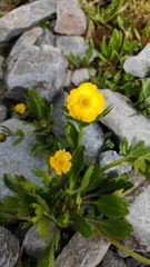Ranunculus altaicus