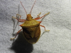 Euschistus ictericus