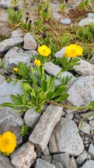 Ranunculus altaicus