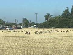 Branta canadensis