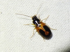 Badister elegans