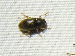 Pelonomus obscurus