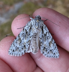 Andropolia aedon