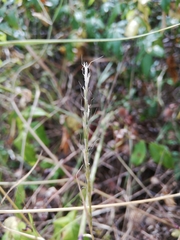 Aegilops triuncialis