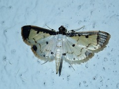 Leucinodella leucostola