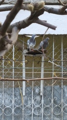 Columba livia domestica