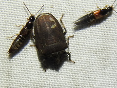 Amaurochrous cinctipes