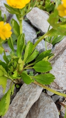 Ranunculus altaicus