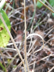Aegilops triuncialis