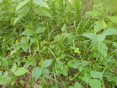 Diarrhena obovata