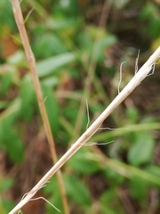 Aegilops triuncialis