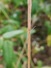 Aegilops triuncialis