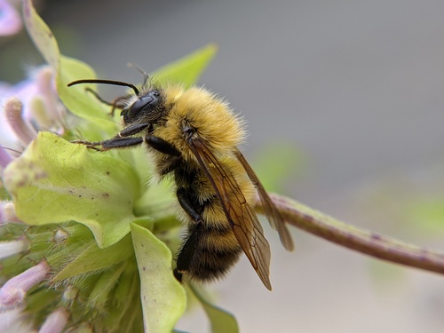 Perplexing Bumble Bee