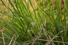Belenois gidica abyssinica