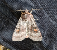 Adelphagrotis stellaris