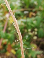Aegilops triuncialis