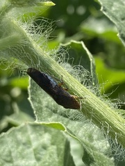 Homalodisca vitripennis