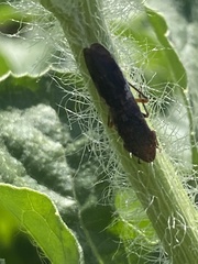 Homalodisca vitripennis