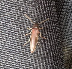 Melandryidae