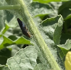 Homalodisca vitripennis