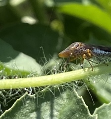 Homalodisca vitripennis