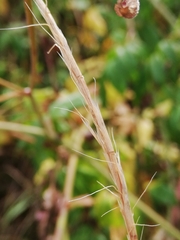 Aegilops triuncialis