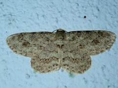 Ectropis longiscapia